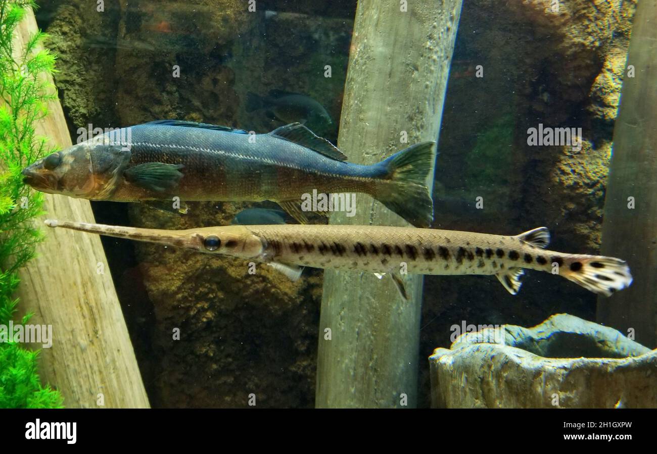 Alligator gar fish swimming next to a smallmouth bass inside an aquarium Stock Photo