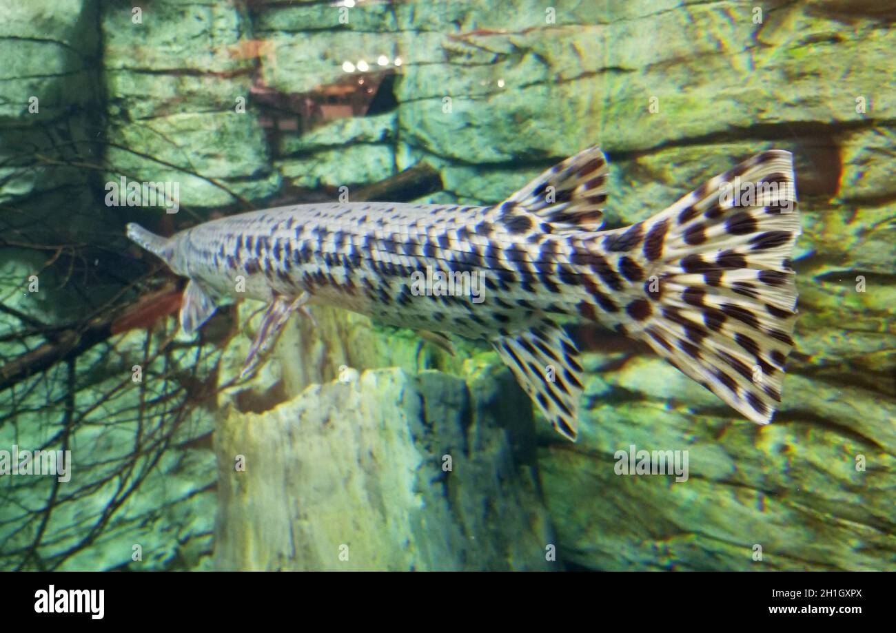 Beautiful pattern on a tail of an Alligator gar fish Stock Photo