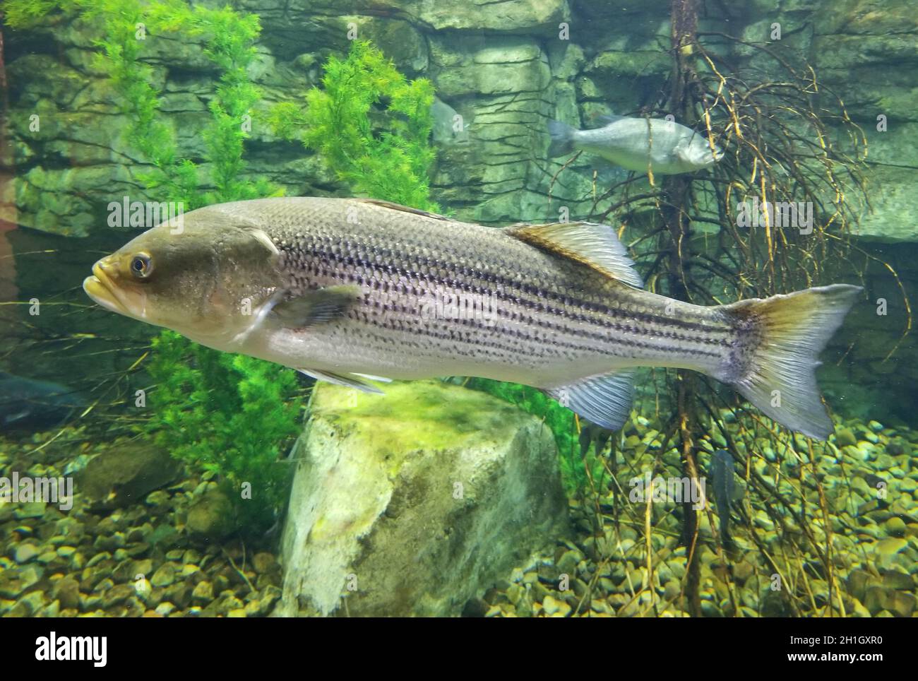 A large striped bass swimming inside an aquarium Stock Photo - Alamy