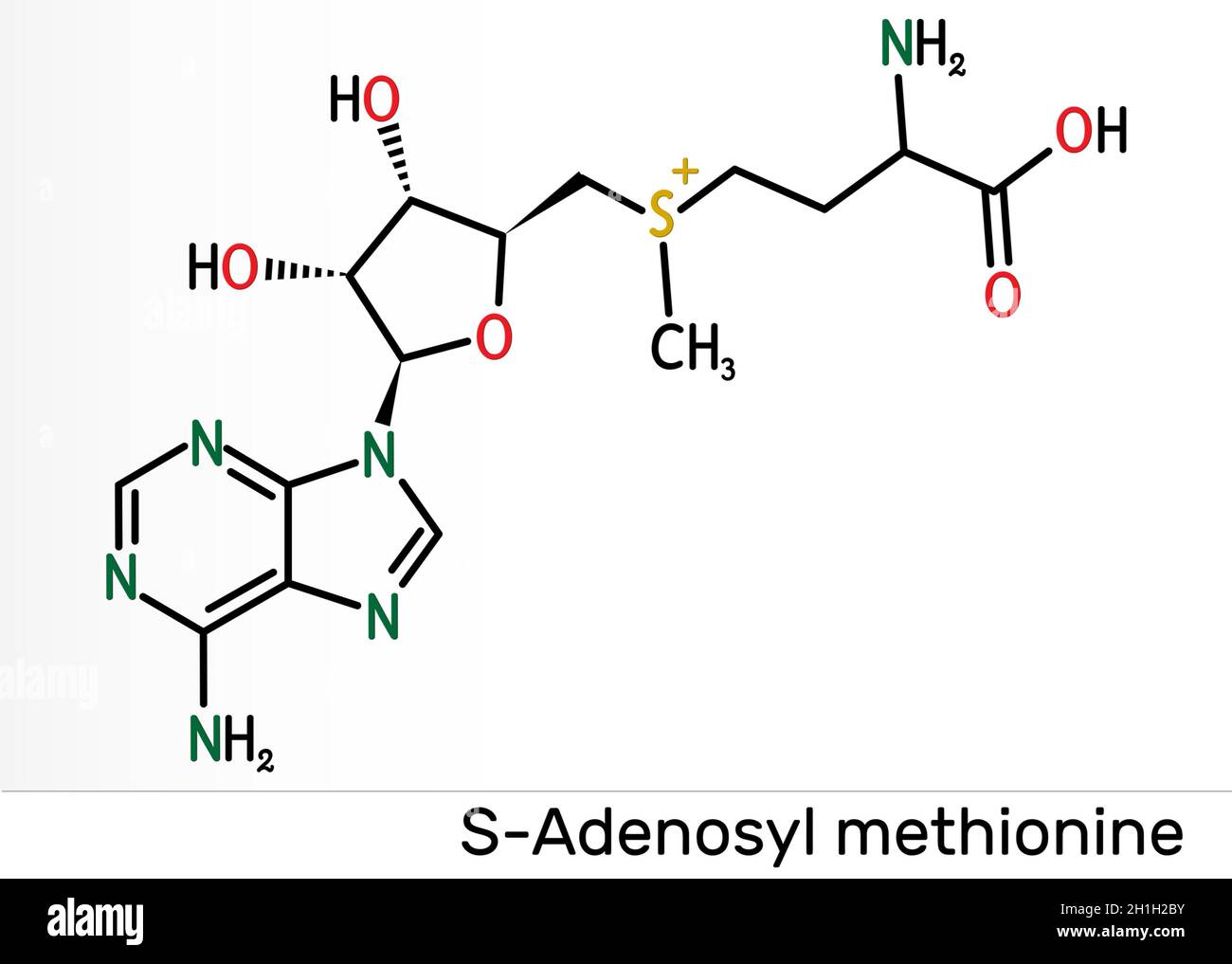 S Adenosylmethionine Structure