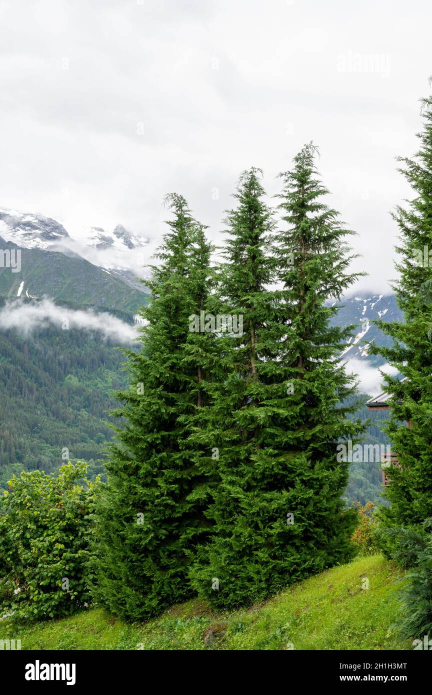 Panoramic view on green Alpine spruce and pine tree forests and meadows ...