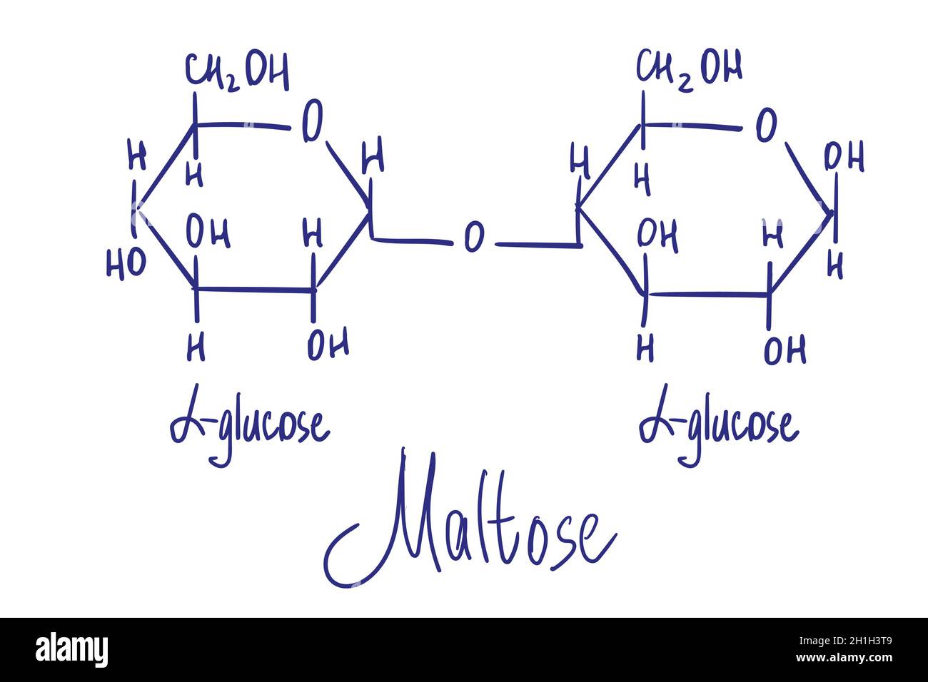 Maltose chemical structure. Vector illustration Hand drawn. Stock Vector
