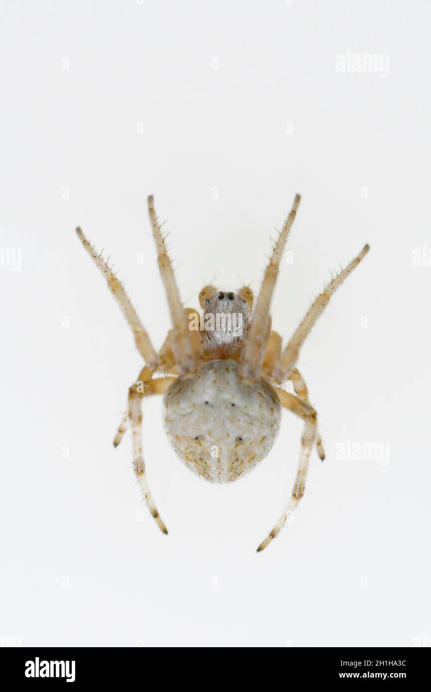 Araneus angulatus - Spider on natural background - Weaver spider. Stock Photo