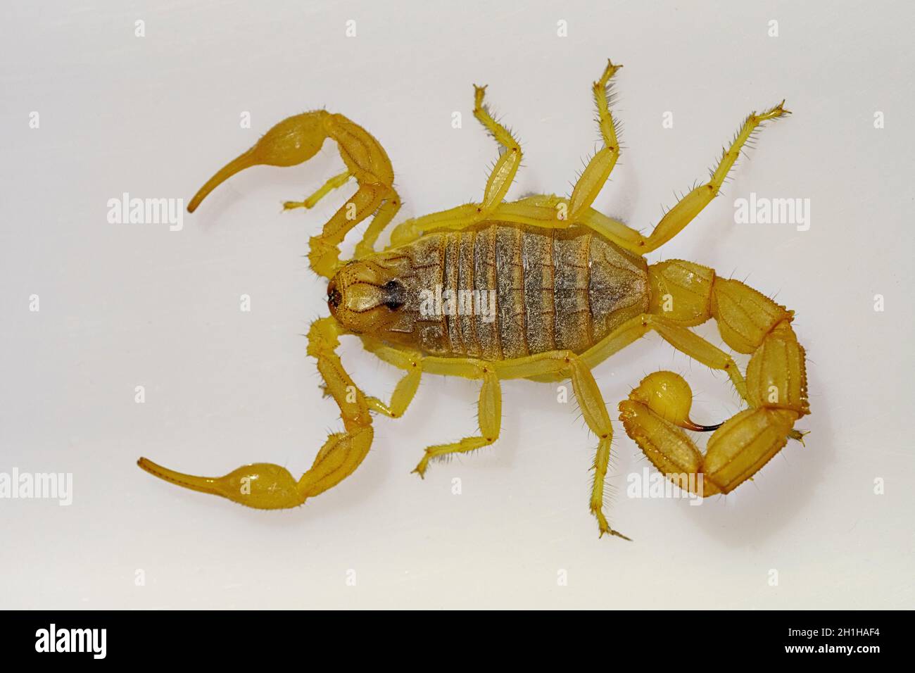 Buthus montanus. Scorpion isolated on a white background Stock Photo