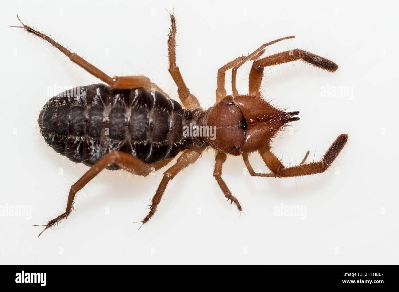 Solifuges, also called camel spiders, are a relatively large order of arachnids Stock Photo