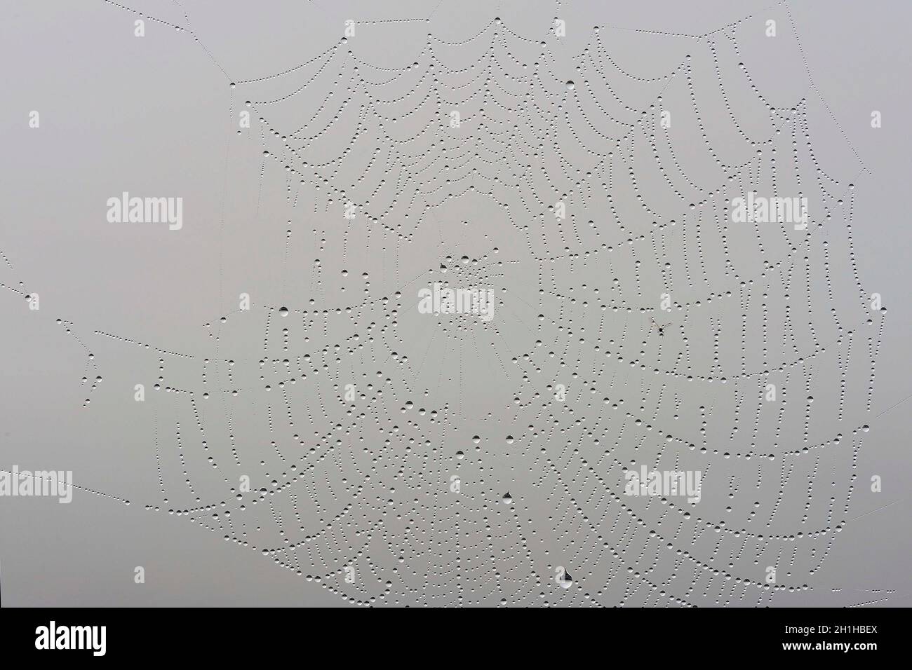 A spider web or cobweb. Structure built by a spider Stock Photo - Alamy