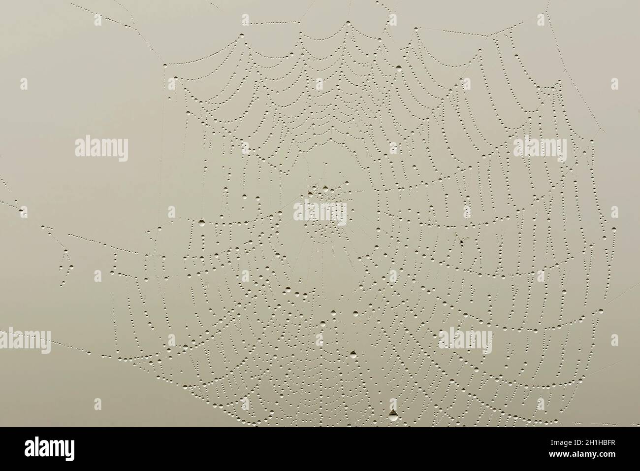 A spider web or cobweb. Structure built by a spider Stock Photo - Alamy