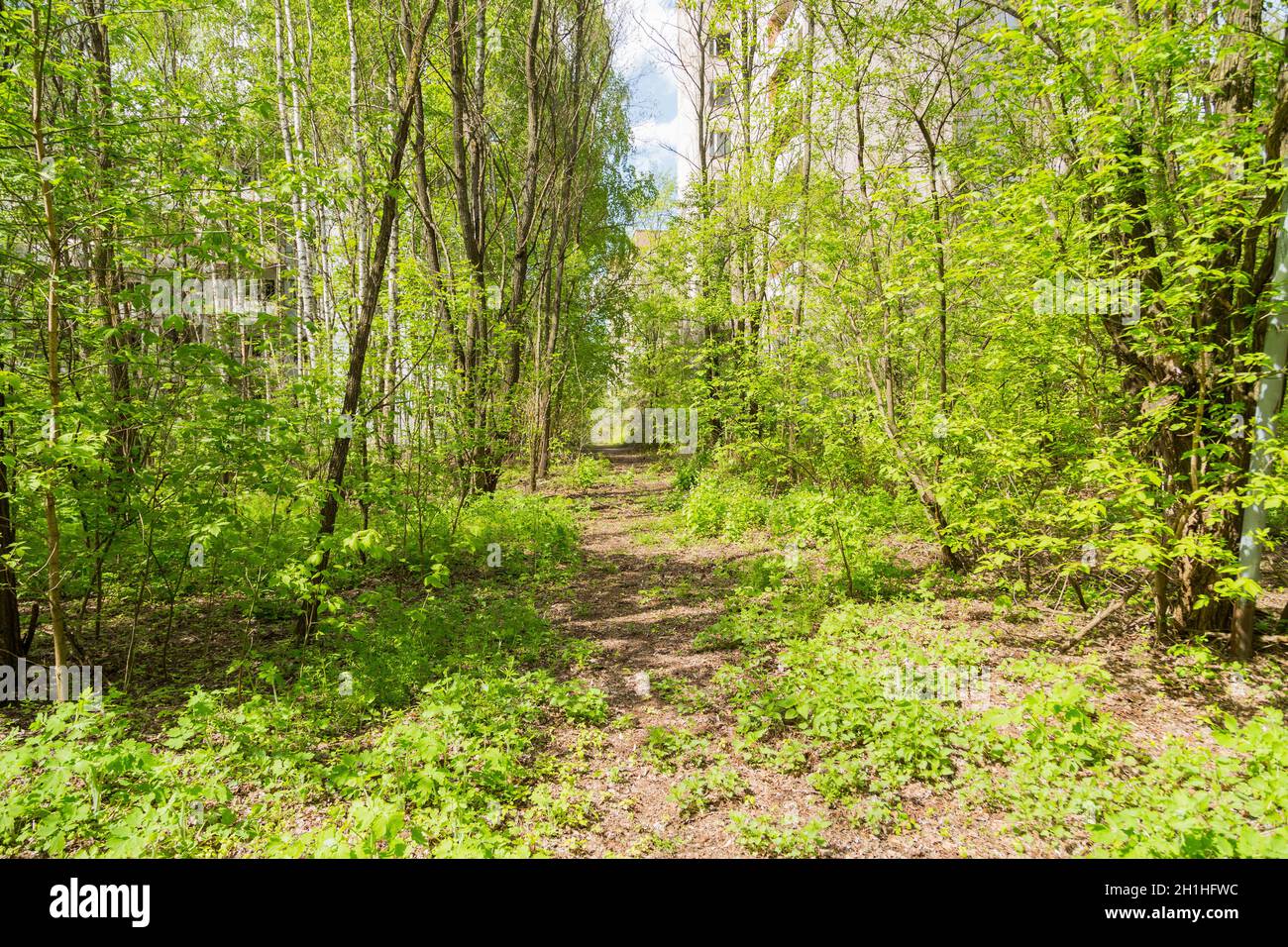 Old road in the woods of Pripyat, in Chernobyl, Ukraine. Exclusion Zone. Stock Photo