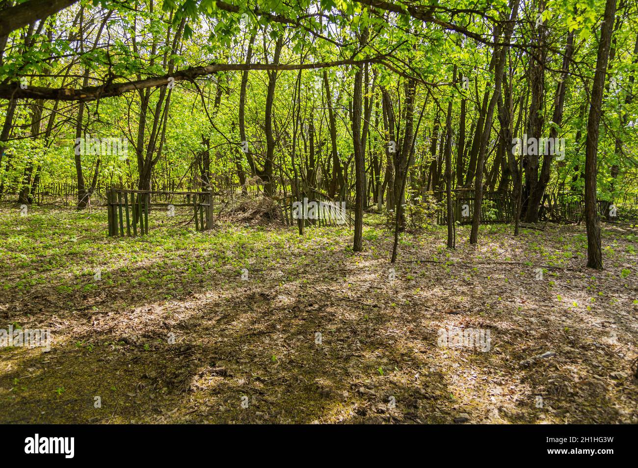 the woods of Pripyat, in Chernobyl, Ukraine. Exclusion Zone. Stock Photo