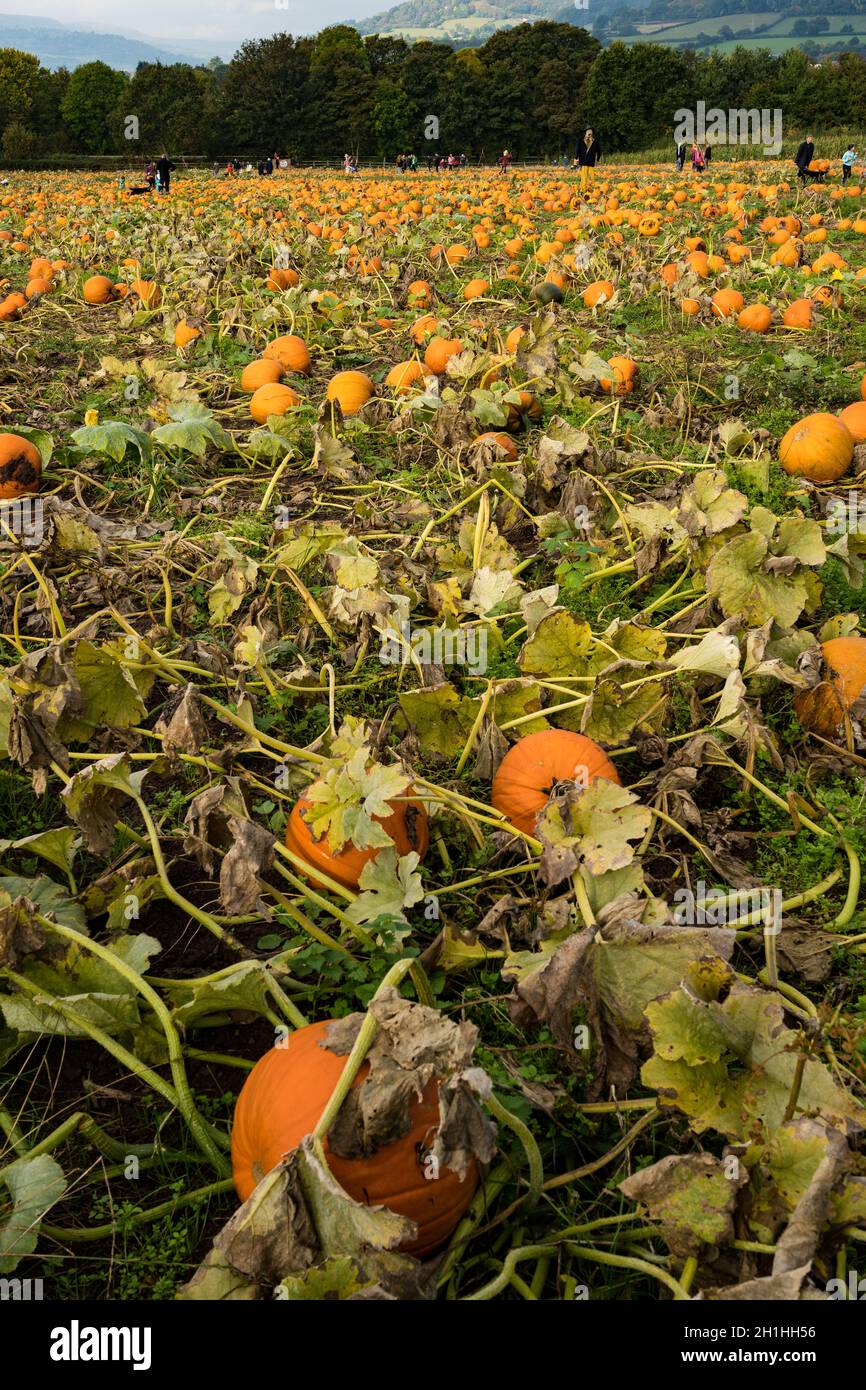 Pumpkin harvest, Maindiff Court Farm, Abergavenny, Monmouthshire, Wales