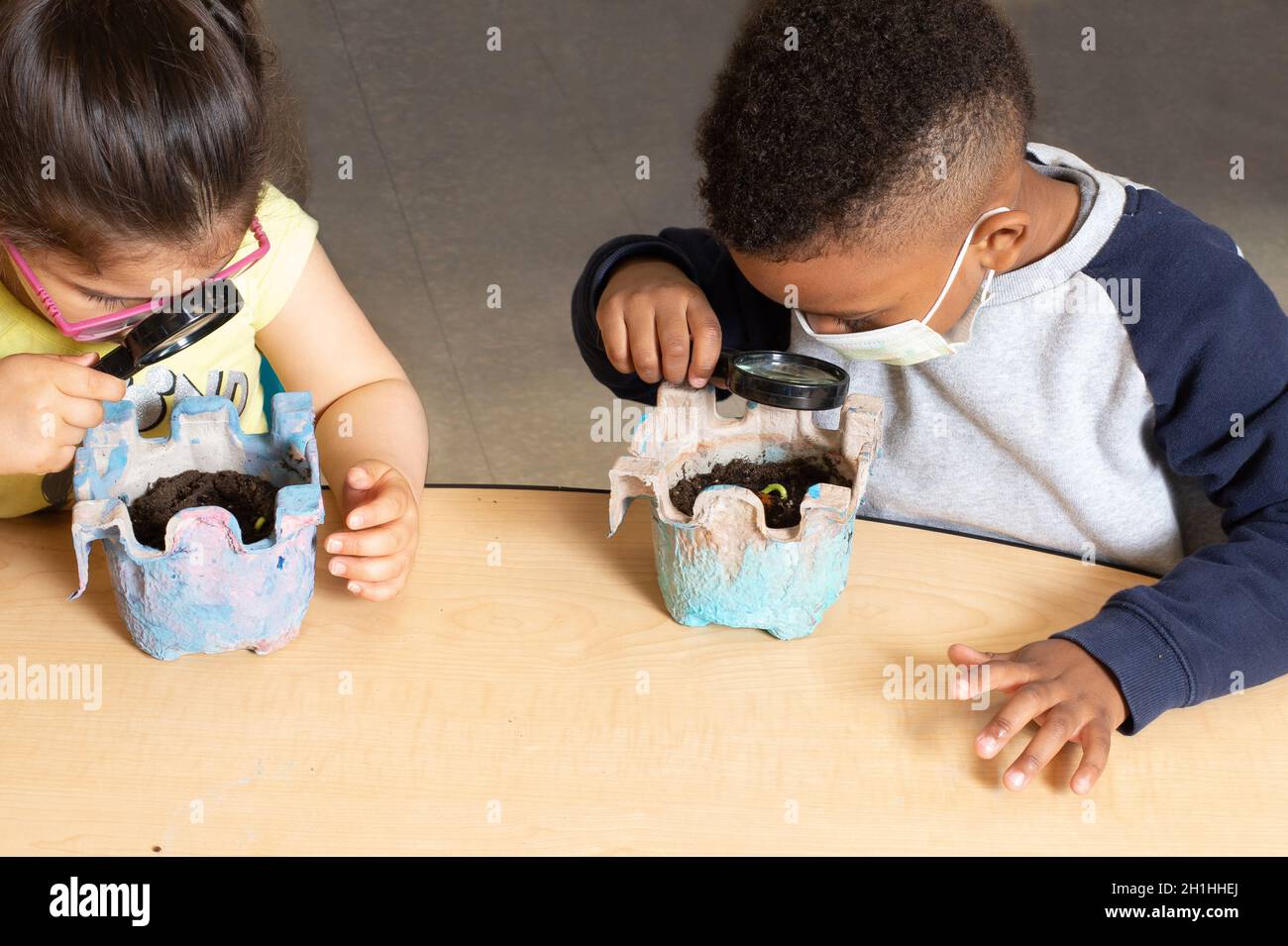 Education Preschool 3-4 year olds boy and girl using magnifying glasses to look at how their bean plants are growing Stock Photo