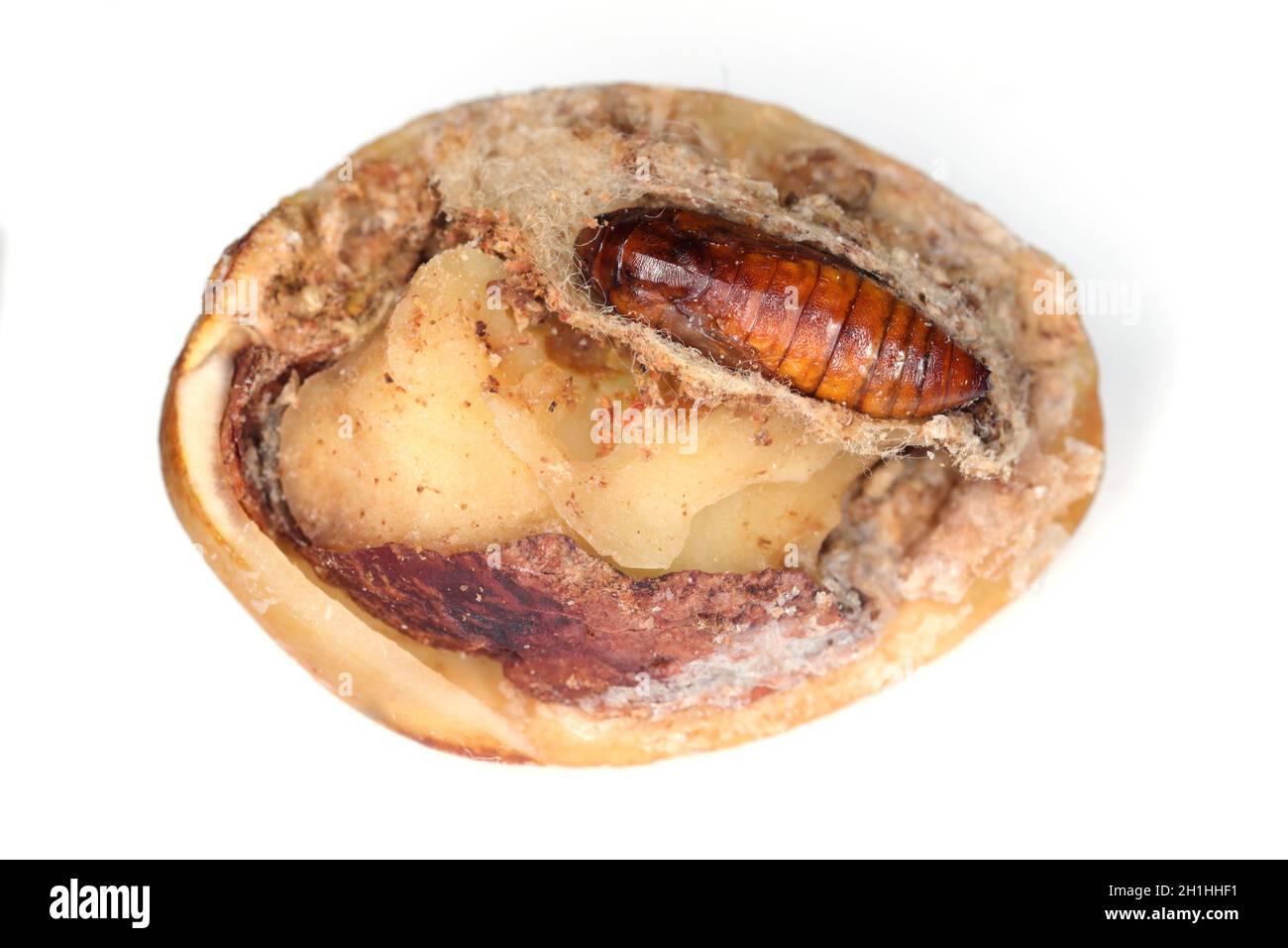 Insect in pistachio. The navel orangeworm (Amyelois transitella) is pest of a orchards, including walnut (Juglans regia), fig (Ficus carica), almonds Stock Photo