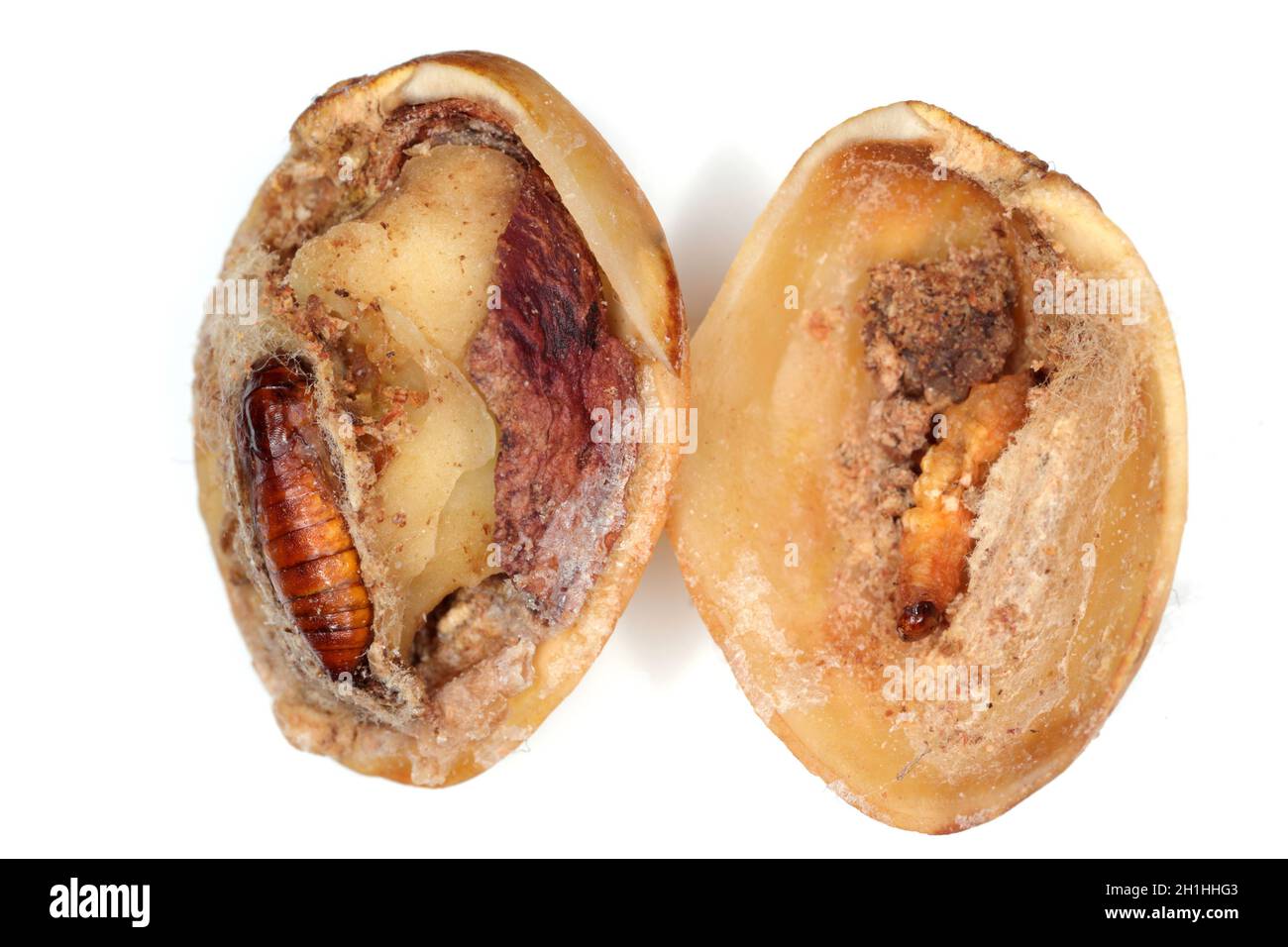 Insect in pistachio. The navel orangeworm (Amyelois transitella) is pest of a orchards, including walnut (Juglans regia), fig (Ficus carica), almonds Stock Photo