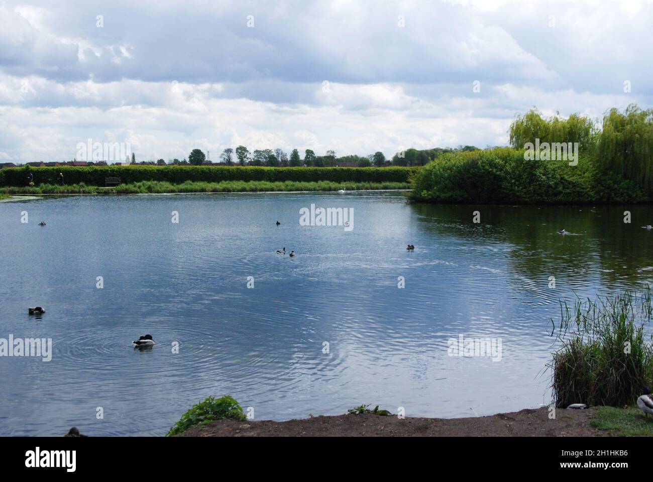 Pond, Ducks on Water Stock Photo