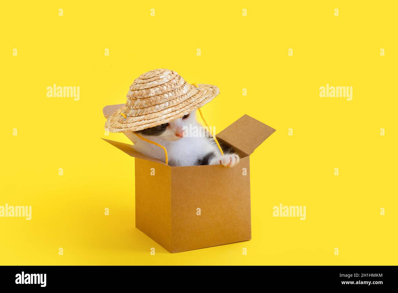 Little kitten in cardboard box in Straw hat. Funny Cat meme Concept