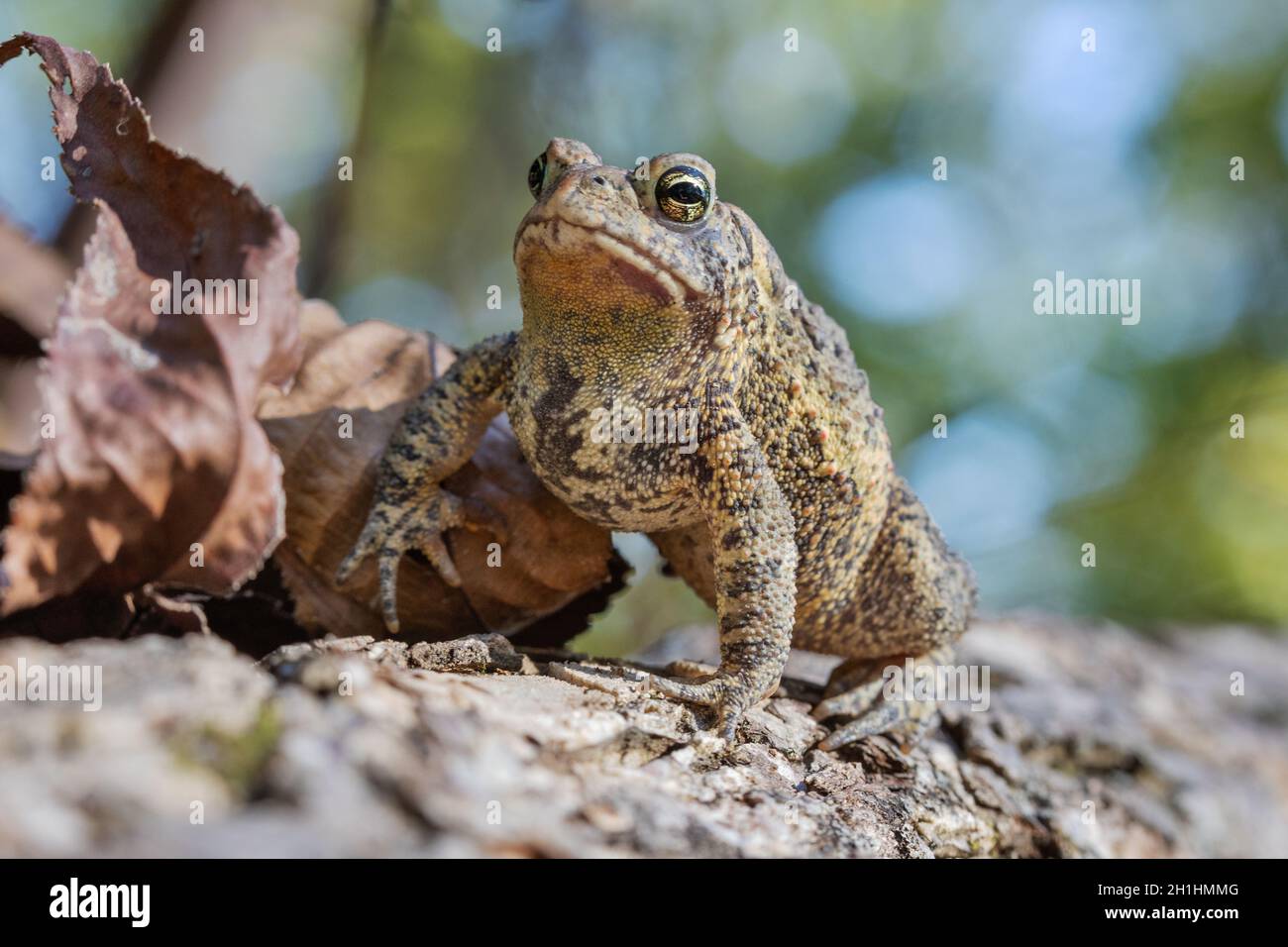 American toad (Anaxyrus americanus) sunning on an October afternoon in ...