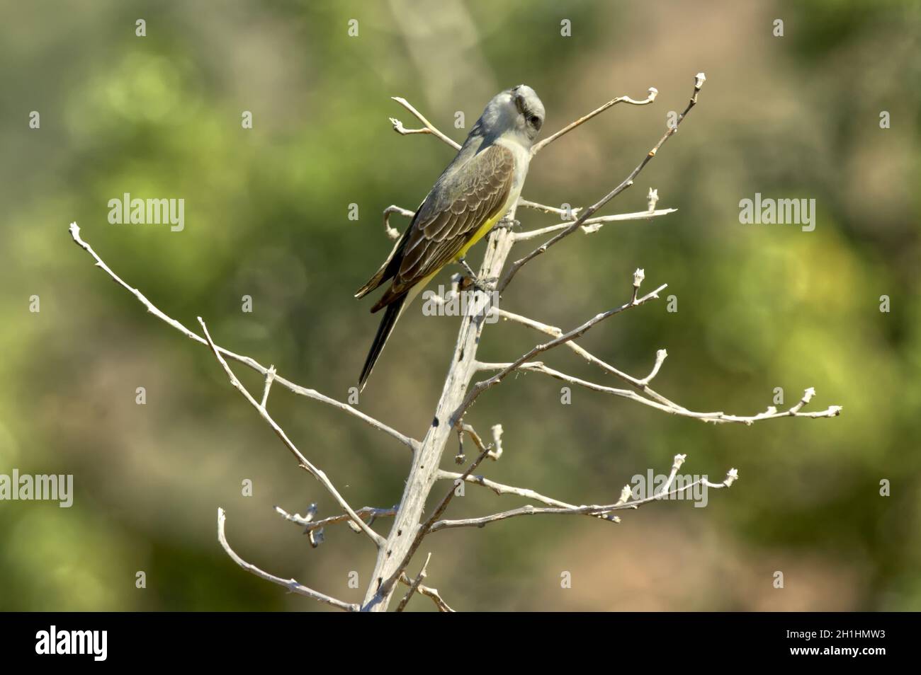 A Western Kingbird turning his head to look at me. I found him in a forest near Cathedral Rock in Sedona Arizona. Stock Photo