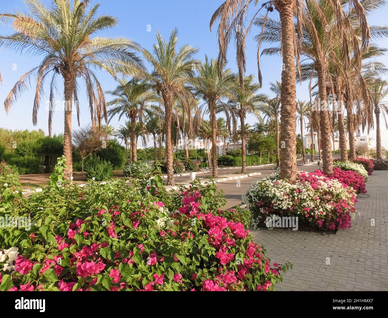 Grassy lawn among palm trees at resort in Egypt. Footpath between green