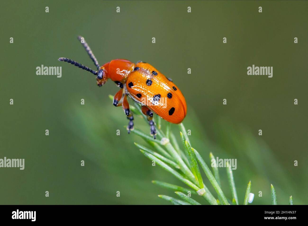 Crioceris duodecimpunctata or Spotted Asparagus Beetle is a species of shining leaf beetles from