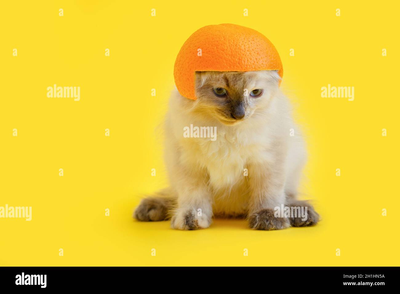 Fluffy kitten white cat In helmet made of orange Isolated on color Yellow background with copy space. Creative concept funny Domestic cat pet Animal Stock Photo