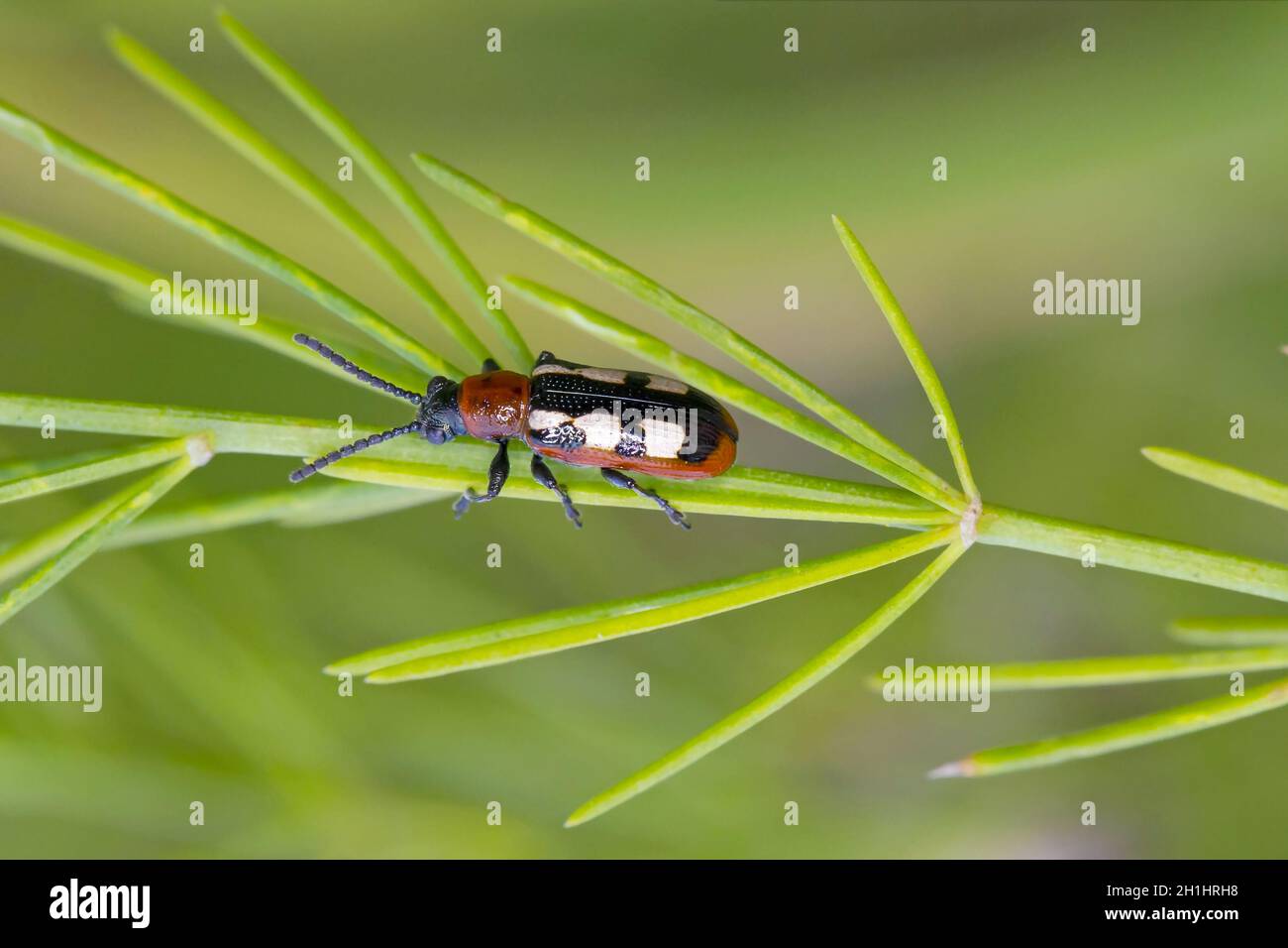 Plant health beetles hires stock photography and images Alamy