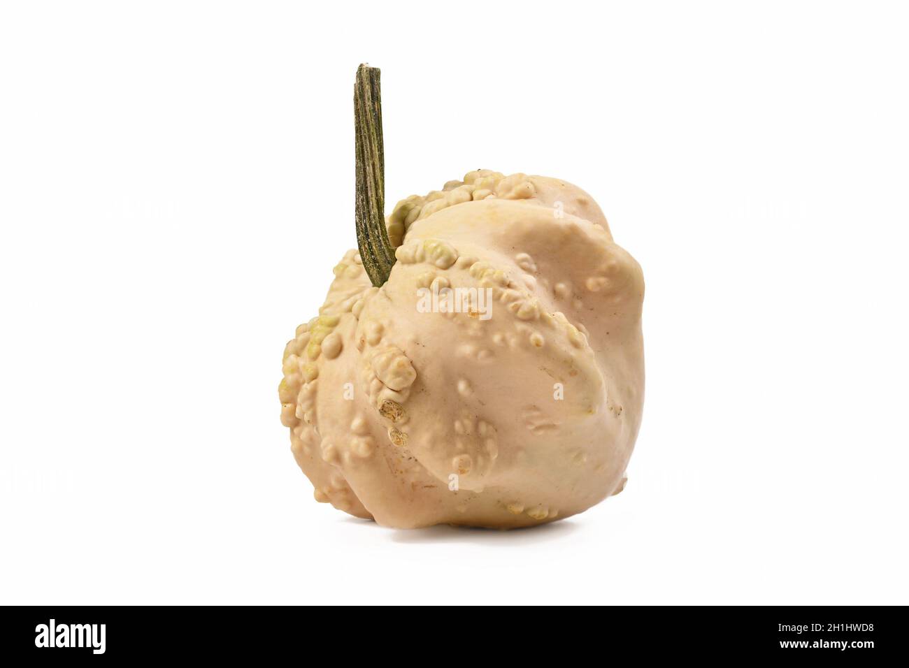 Cream colored ornamental gourd pumpkin with warted skin on white background Stock Photo