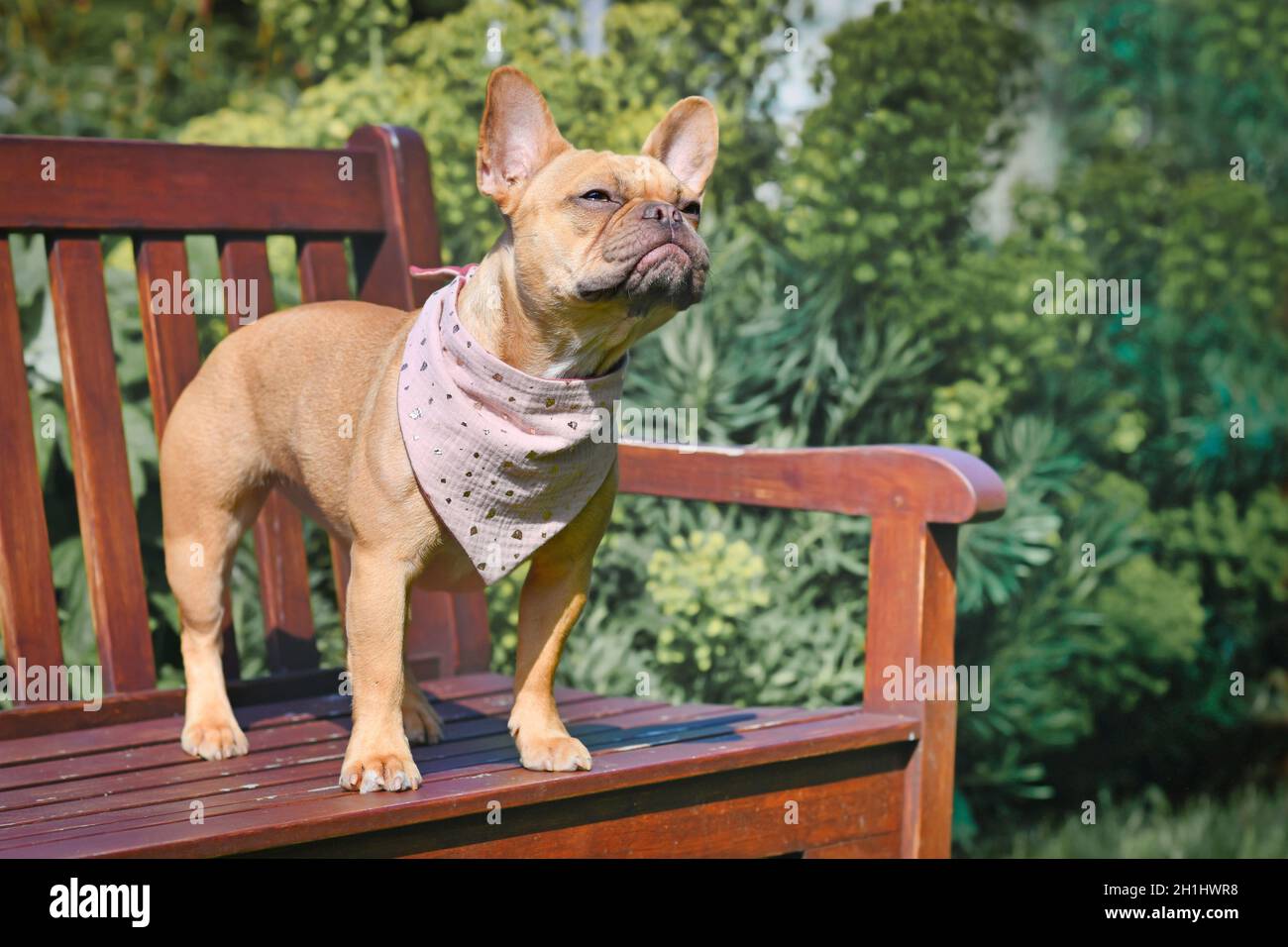Red fawn French Bulldog with pink neckerchief standing on bench Stock Photo