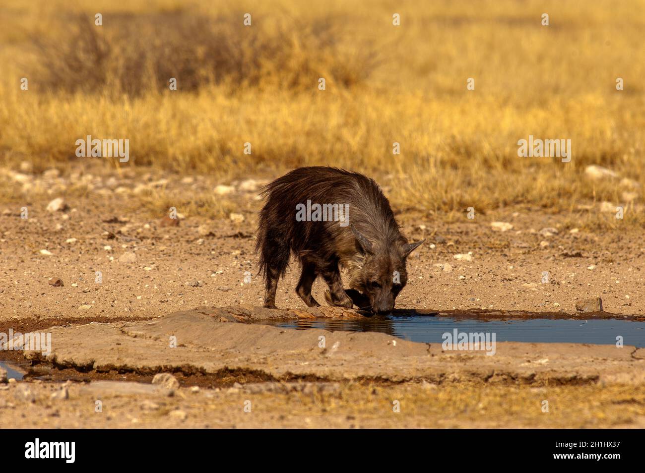 Brown hyena drinking at Mpayathutlwa waterhole, Mabuasehube area