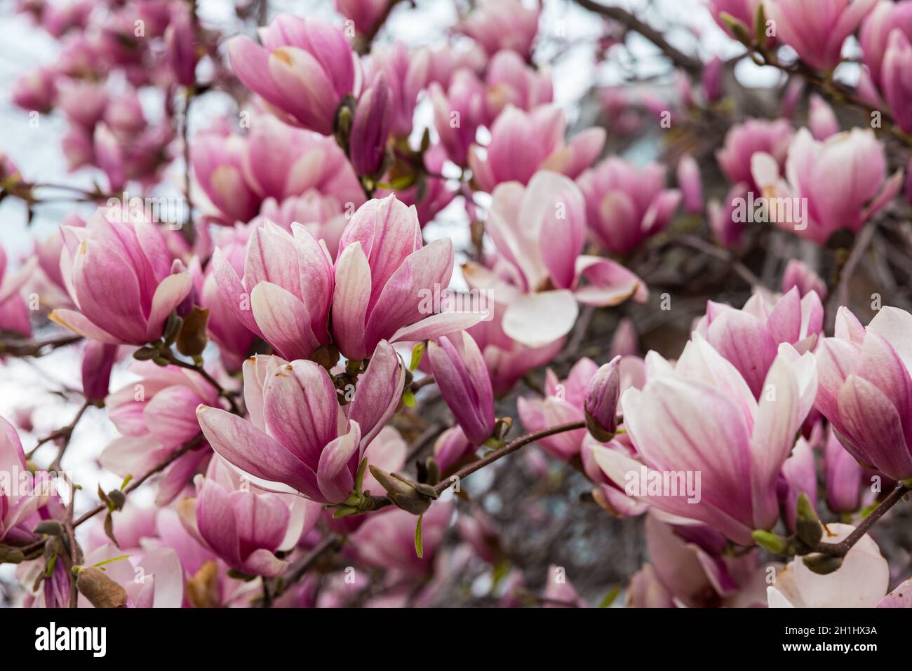 Magnolia Tree in Full Spring Bloom Stock Photo
