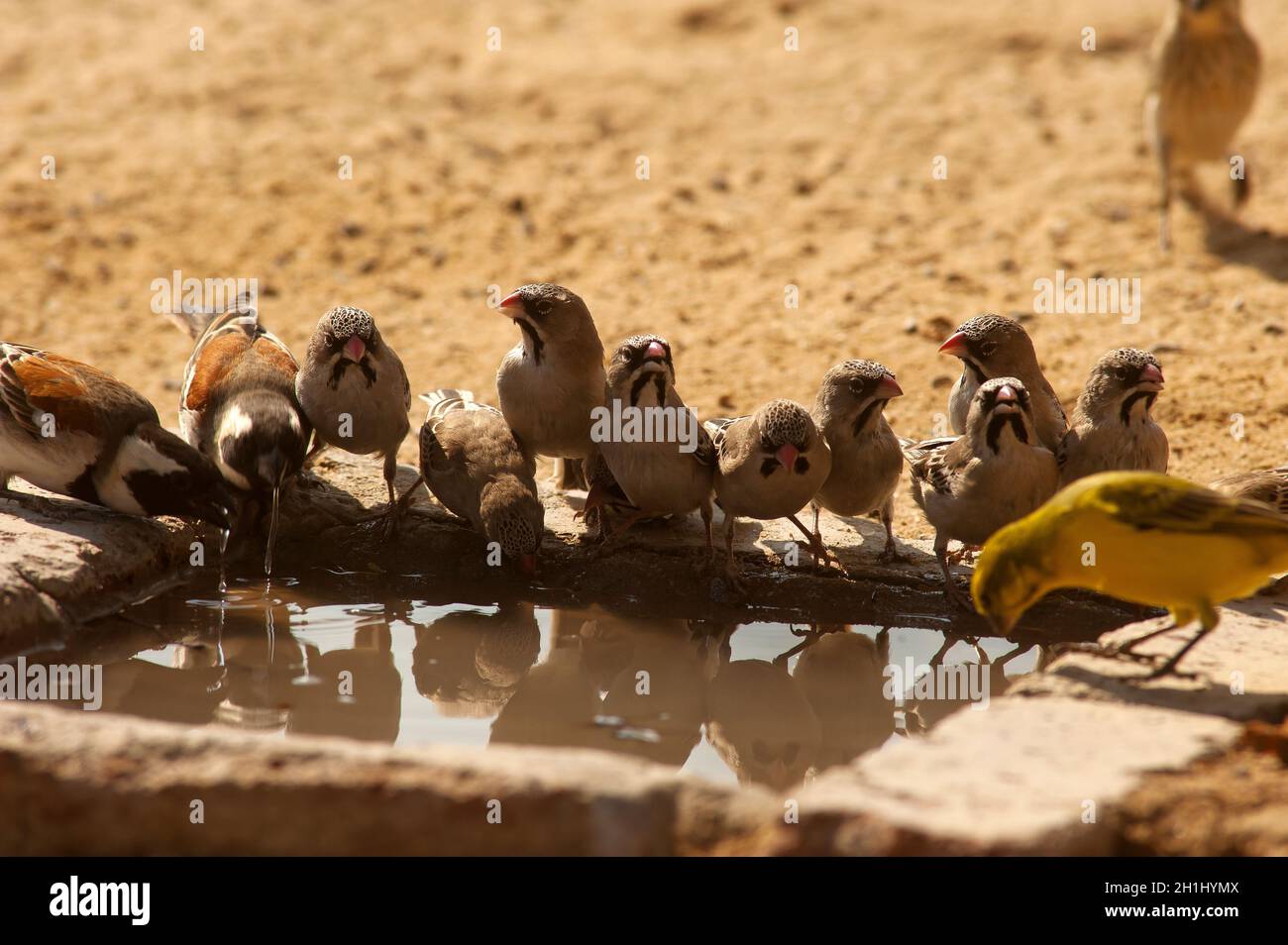 Birds coming to drink from a small pool of water under a tap at Nossob