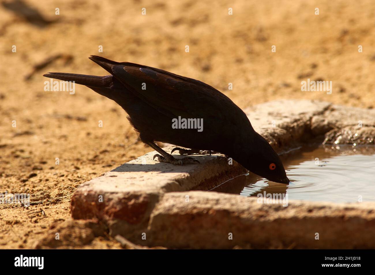 Birds coming to drink from a small pool of water under a tap at Nossob