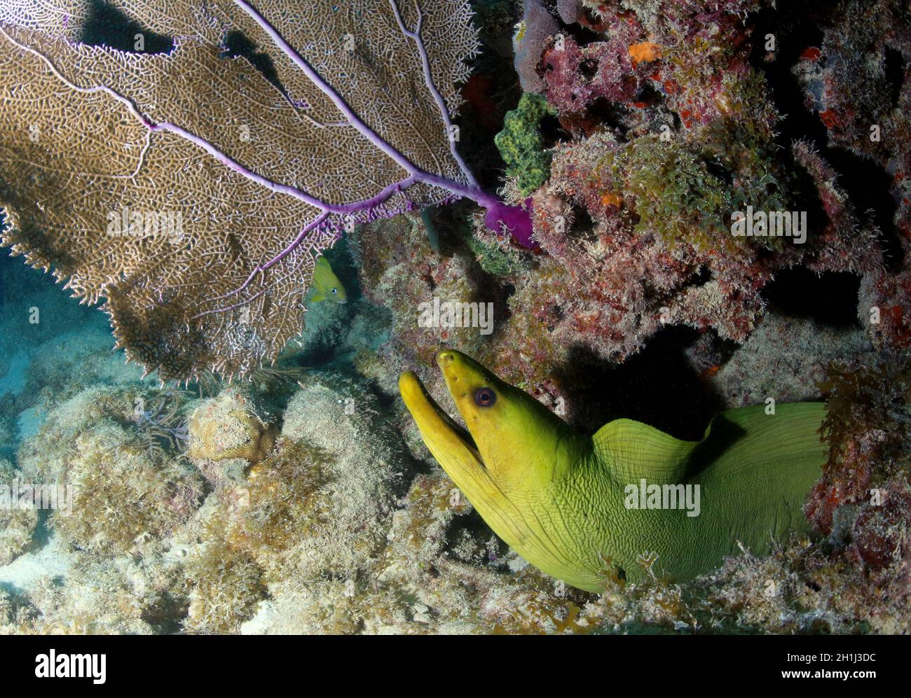 Closeup shot of a green moray eel at the Florida Keys National Marine Sanctuary Stock Photo