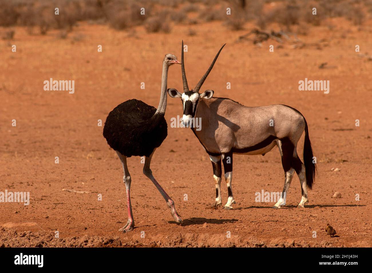 Gemsbok or Orix antelope and an ostrich at a waterhole, Kgalagadi
