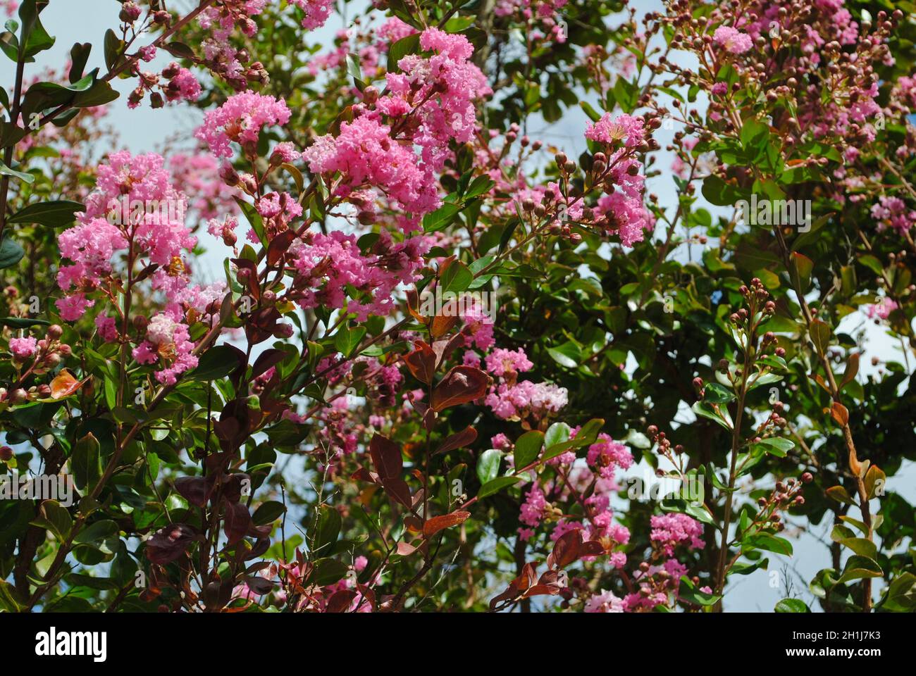 Tree with pink flowers in a garden in Petaluma, California Stock Photo