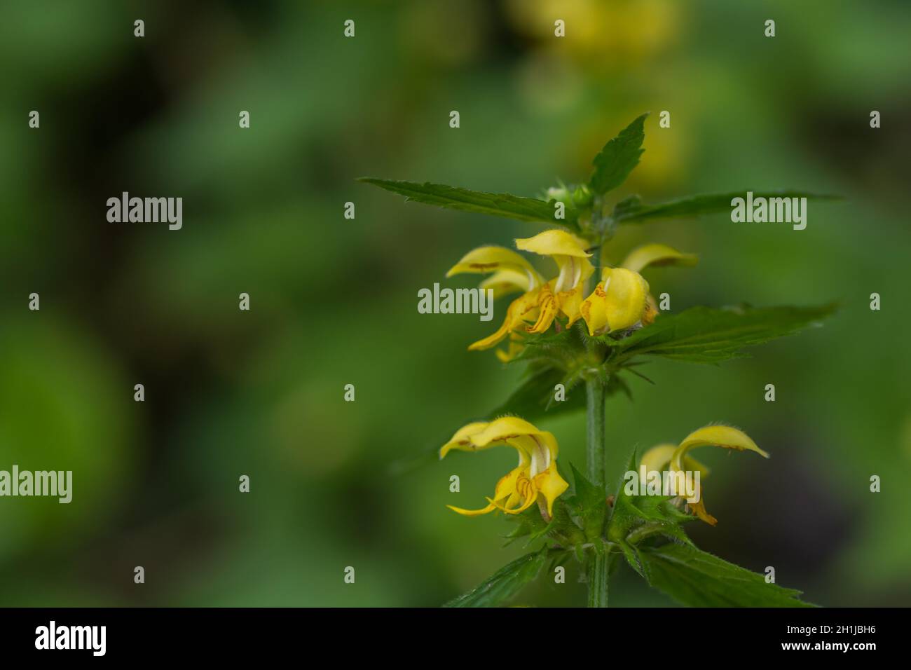 Page 4 Botanical Encyclopedia High Resolution Stock Photography And Images Alamy
