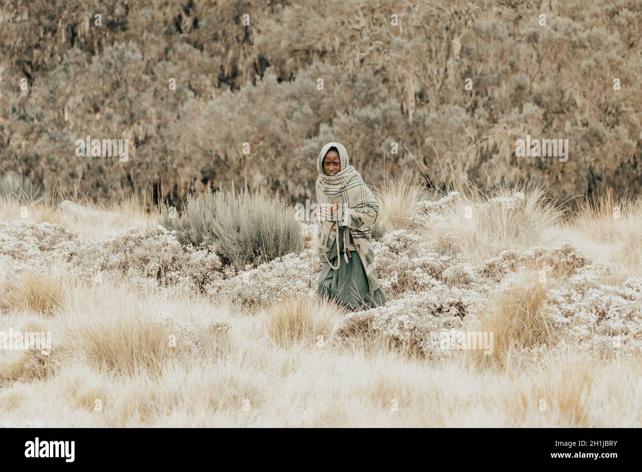 SIMIEN MOUNTAIN, ETHIOPIA, APRIL 25.2019, Little Ethiopian shepherdess girl veiled in a blanket with whip in cold morning. Chenek - Simien Mountains, Stock Photo