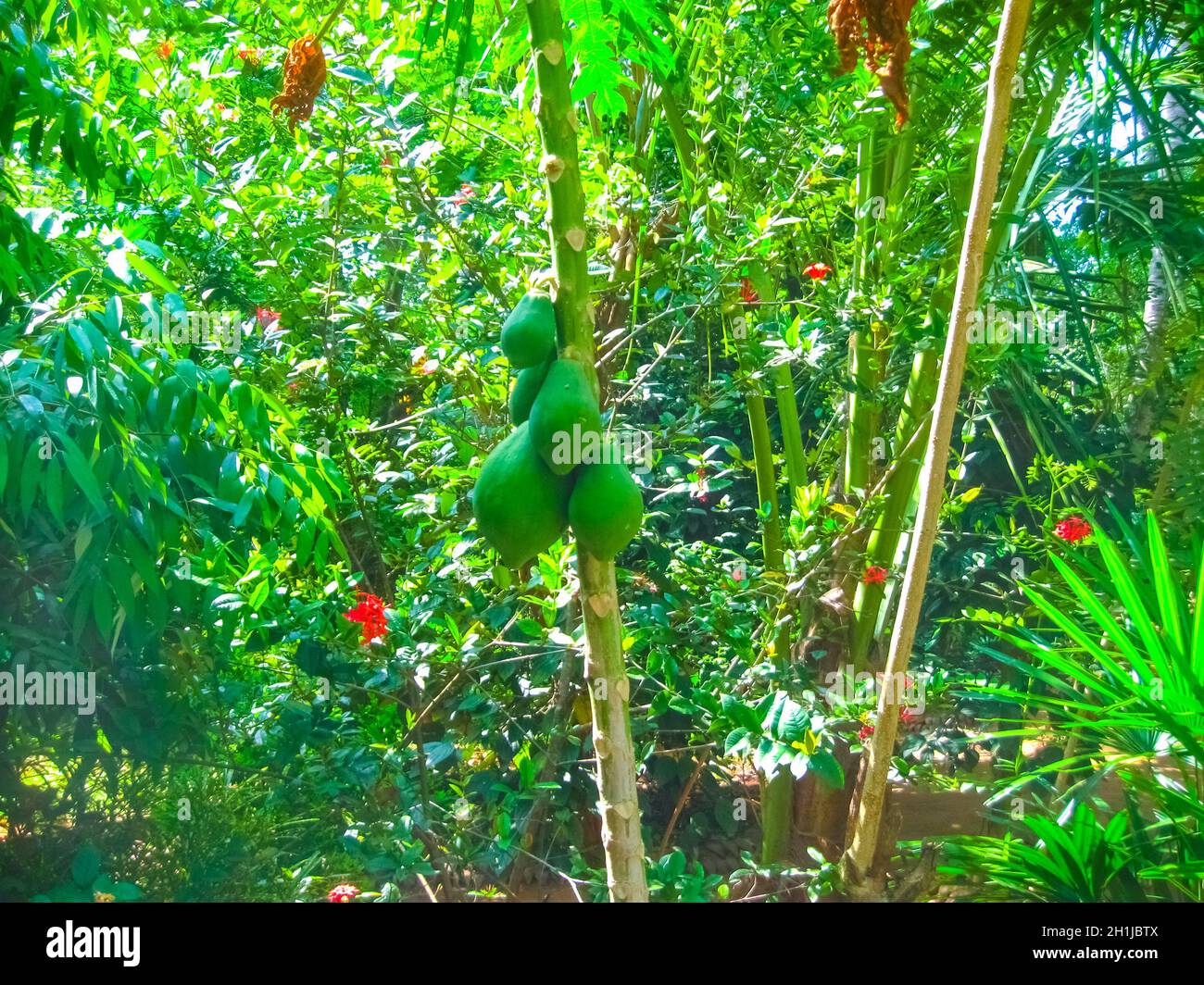 Papaya tree with bunch of fruits at Sri Lanka Stock Photo - Alamy
