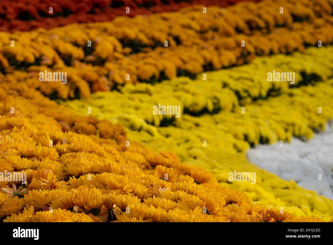 Display of colourful chrysanthemum flowers, in yellow, orange red and white, at Kew Gardens, London UK Stock Photo