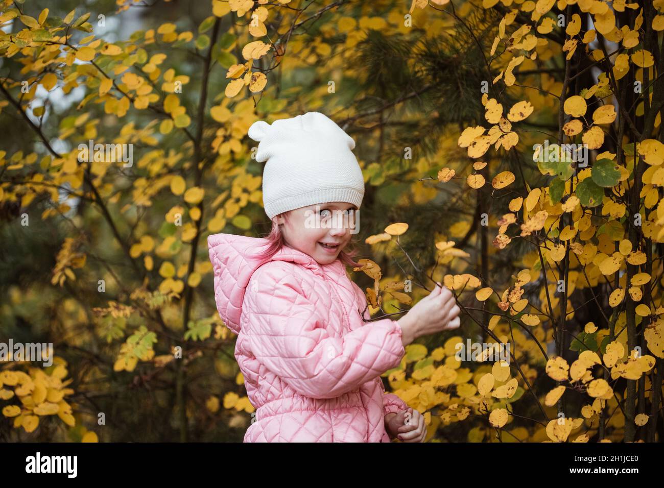 Little caucasian girl in pink coat against yellow bush autumn time. Stock Photo