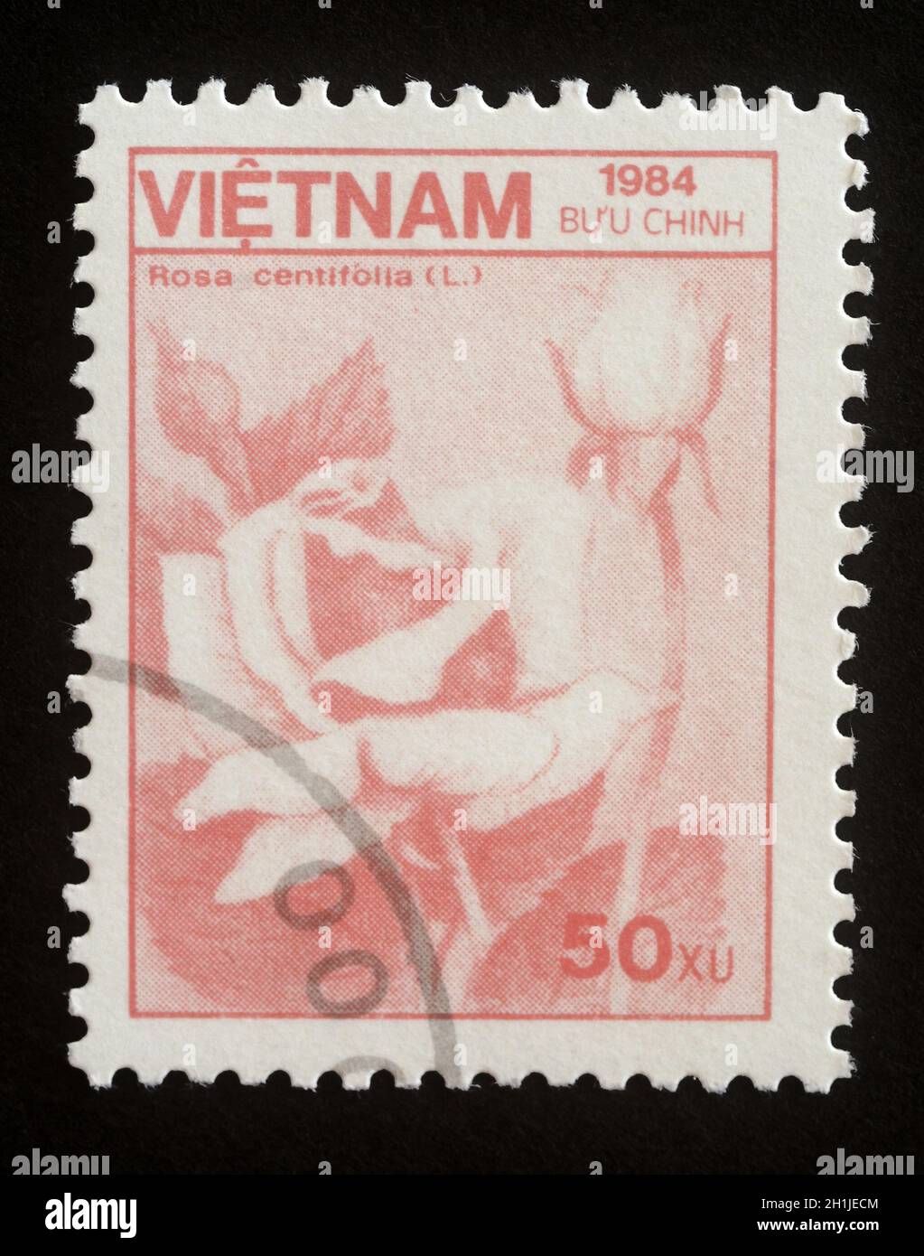 Stamp printed in Vietnam show flower Rose or Rosa centifolia. Series: Fauna and Flora. Circa 1984 Stock Photo