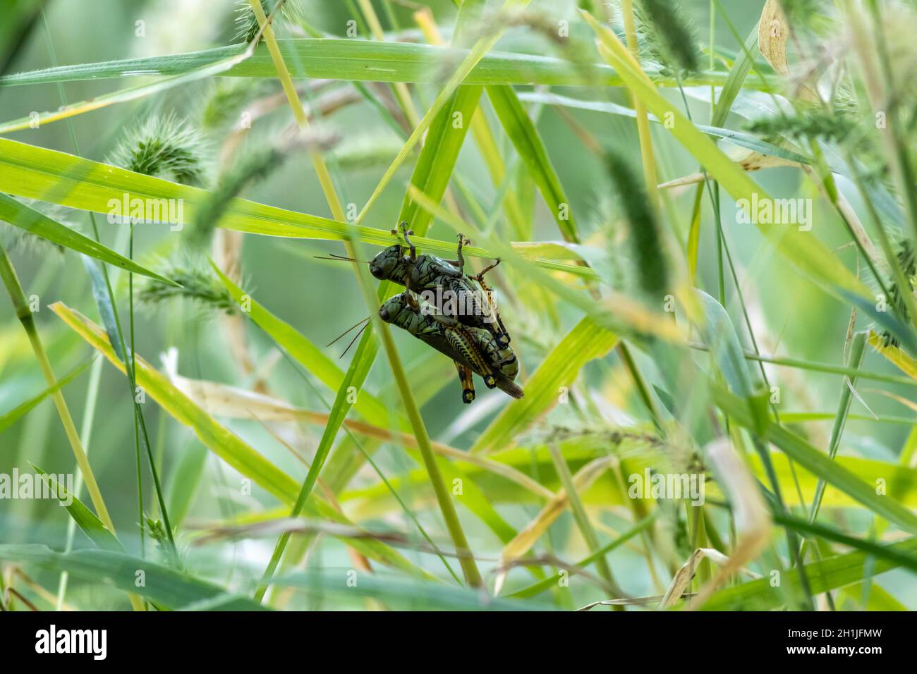 Grasshoppers in late summer mating soft green background Stock Photo