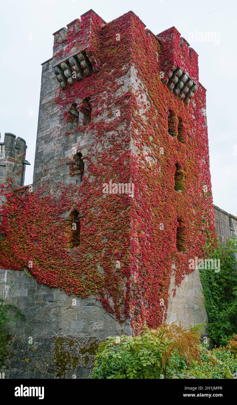 Virginia creeper (Parthenocissus quinquefolia) climbing the external walls Penrhyn Castle, an extensive country house in Llandygai Bangor Wales UK Stock Photo