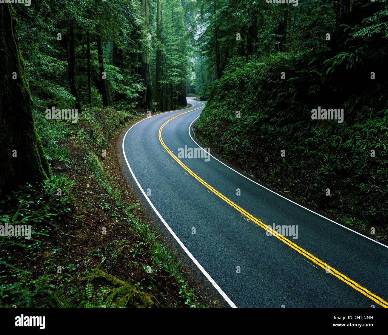 Highway 199 curving through Jedediah Smith Redwoods Stock Photo Alamy