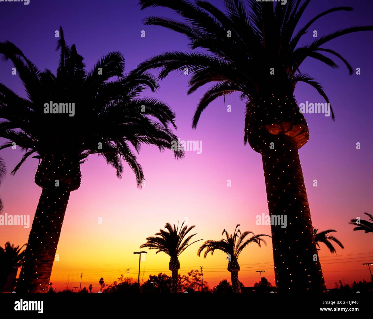 Silhouetted palm trees at sunset with Christmas lights wrapped around
