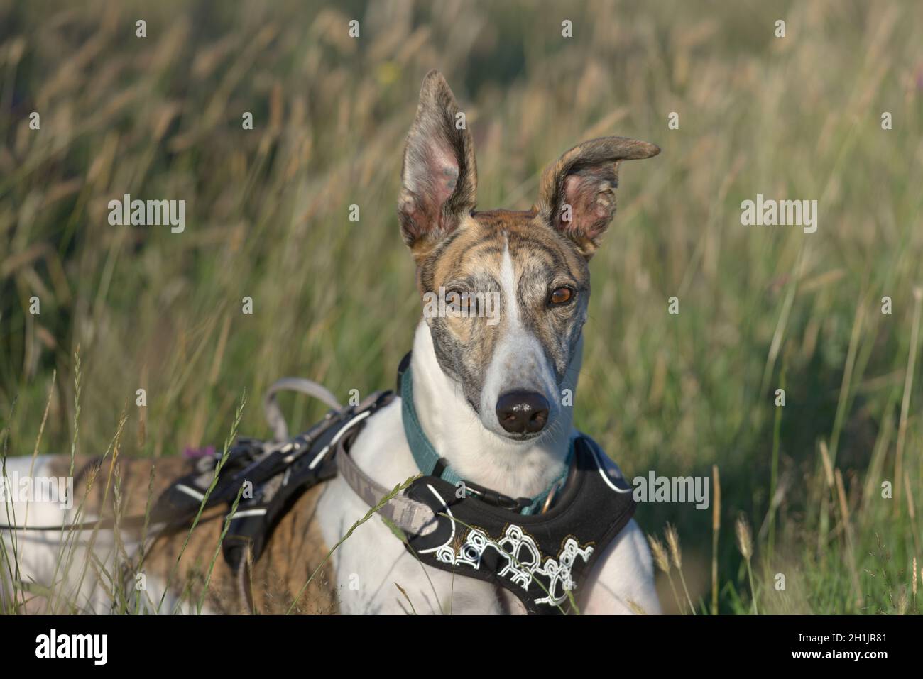 Striking face on medium portrait of pet greyhound dog staring at the camera. Big ears stand up in the warm sunset light. Natural grassy background. Stock Photo