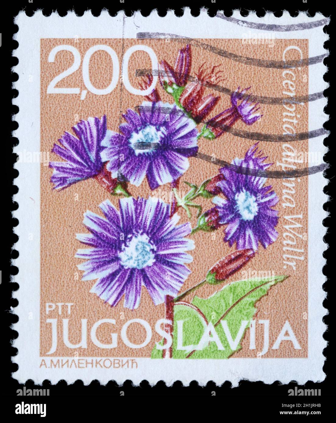 YUGOSLAVIA - CIRCA 1980: A stamp printed in Yugoslavia shows Cicerbita alpina Wallr, series, circa 1980 Stock Photo