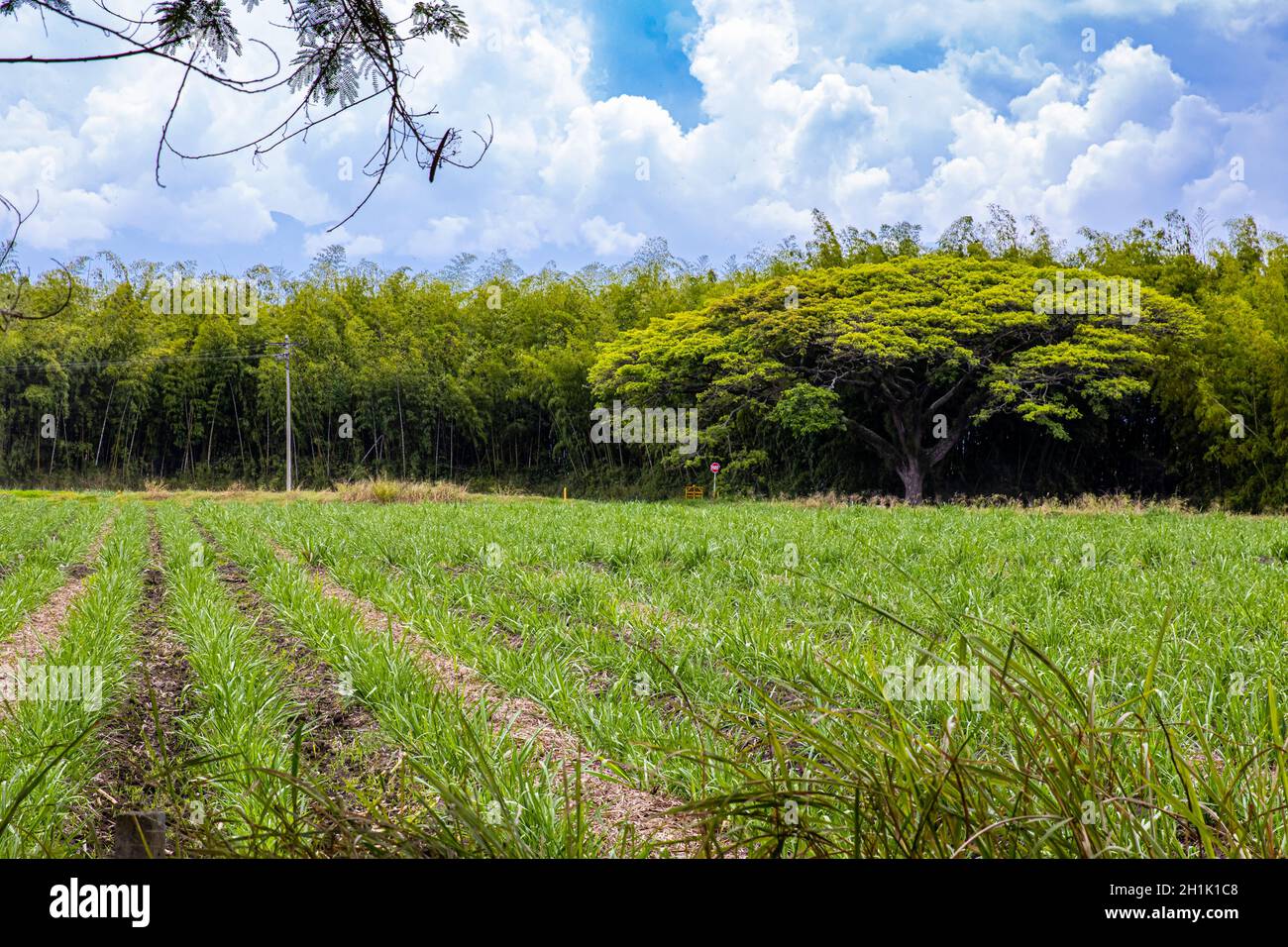 Sugar cane field, saman and guadua at the Valle del Cauca region in Colombia Stock Photo