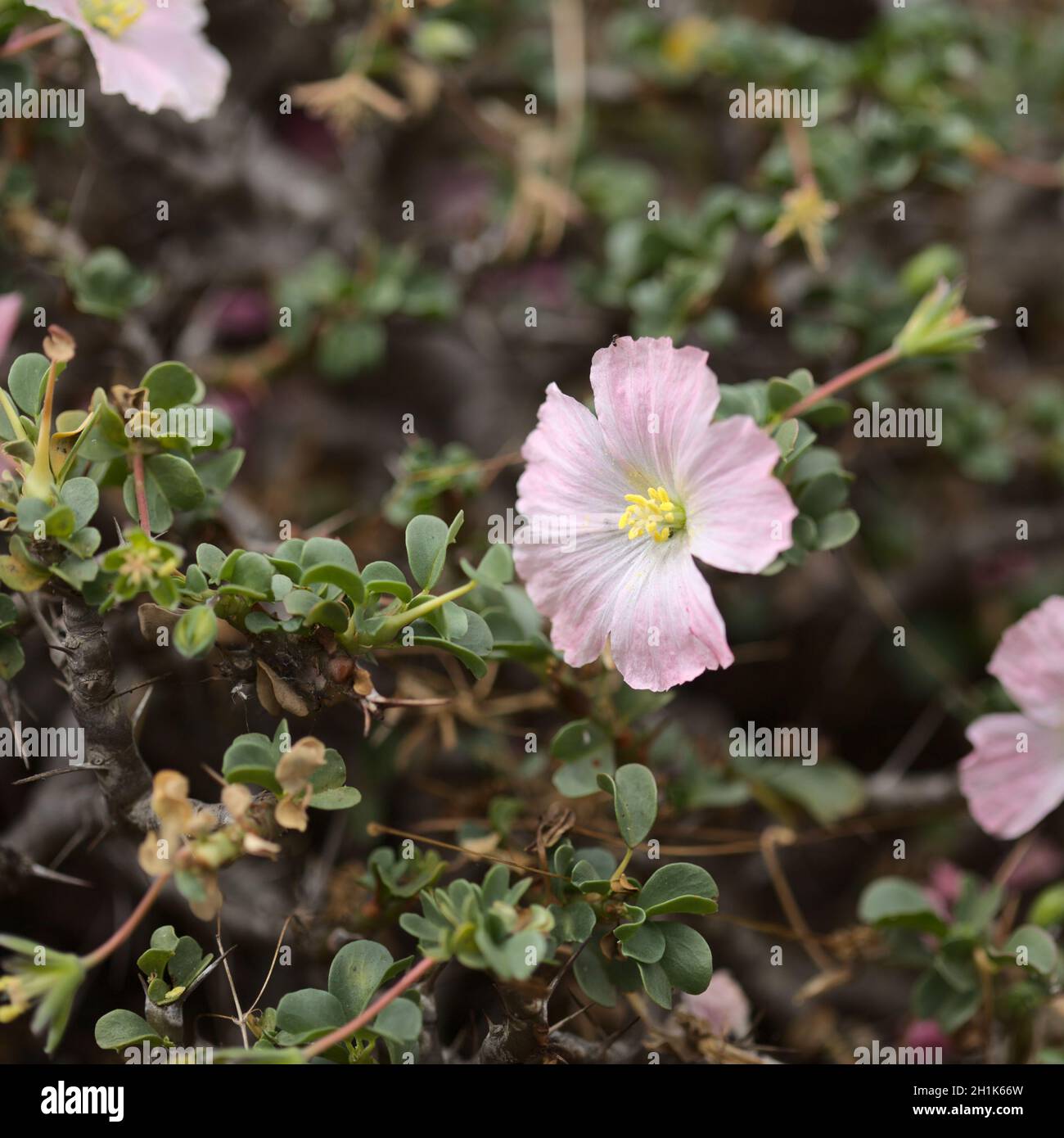 Flowering succulent Sarcocaulon burmannii, Bushman Candle, natural macro floral background Stock Photo