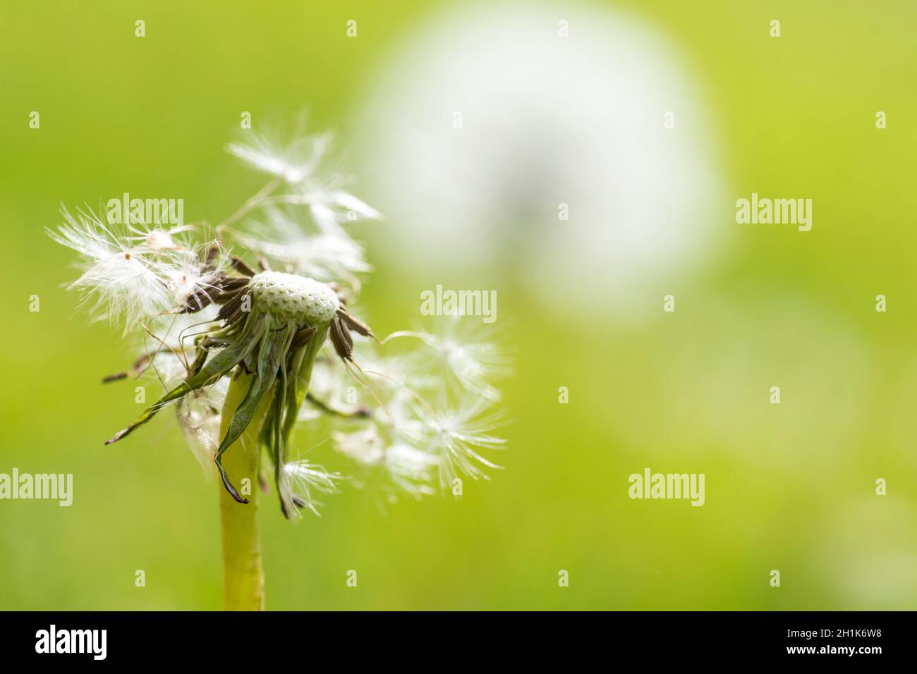 Dandelion Seedhead (Taraxacum officinale) Stock Photo