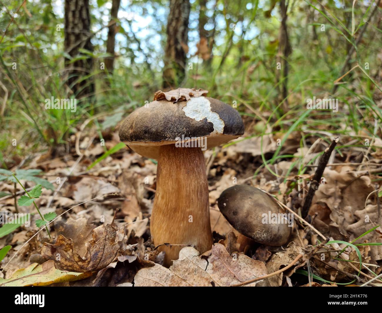 Italian Porcini boletus mushroom in wild forest ecosystem,autumn raw vegetables products  Stock Photo